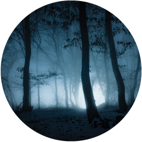 84435 Misty Woods-288