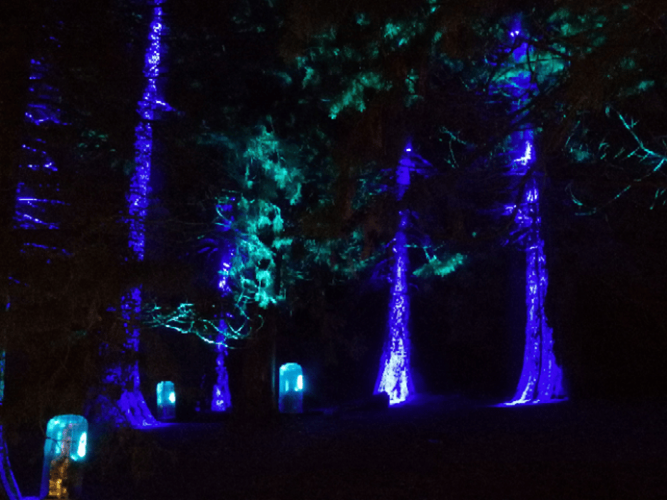 Uplighting challenges #1: OPTI-SCULPT lenses illuminate tree trunks precisely along the ‘Christmas at Bedgebury’ trail.