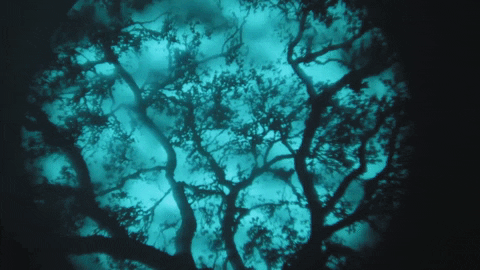 Projecting spooky trees image with X-Effects LED projector.